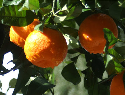 comment planter oranger
