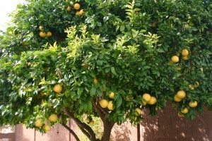 pamplemoussier a partir de graine