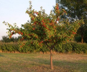 que planter comme arbre fruitier