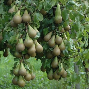 poirier poire fruit graine jardin