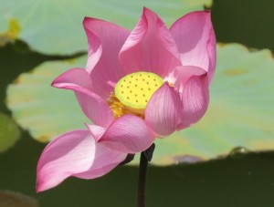 Lotus jardin