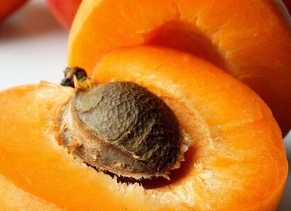 comment planter un noyau d'abricot