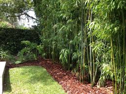 bambou jardin