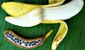 banane sauvage graines
