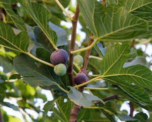 figuier jardin potager