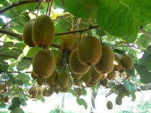 comment planter kiwi en pot