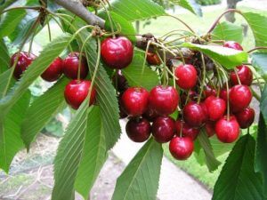 cerisier jardin