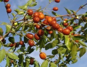 jujube sur un jujubier jardin