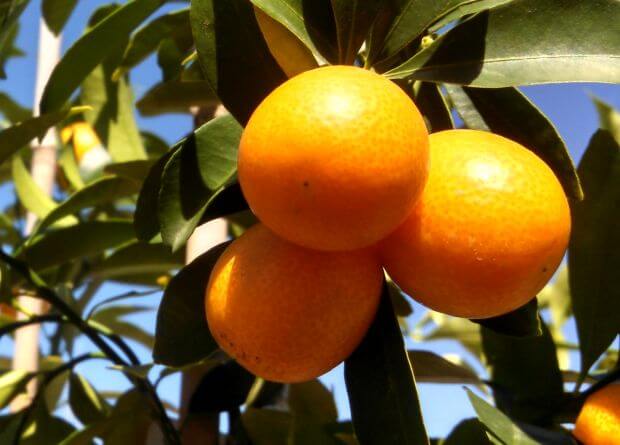Kumquat meiwa
