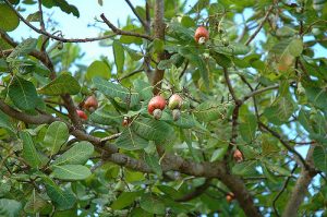 anacardier arbre noix de cajou