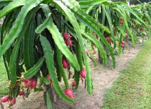 fruits du Dragon-Pitaya-