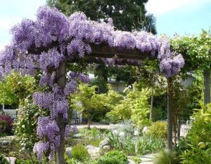 glycine en fleur
