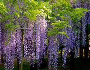 glycine jardin