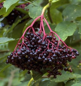 sureau jardin grappe noire