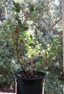 pelargonium citronellum anti-moustique en pot