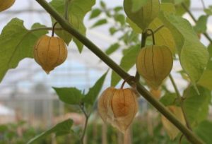 physalis