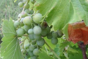 raisin vert sur vigne