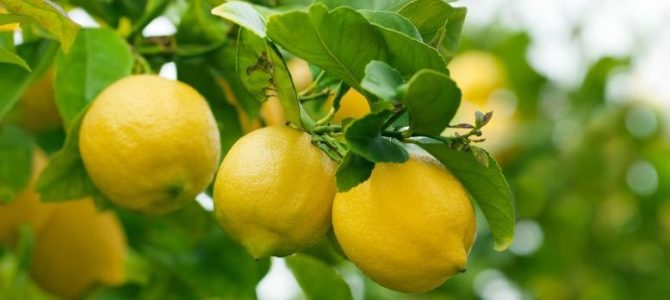 Comment faire pousser un citronnier à partir de graines