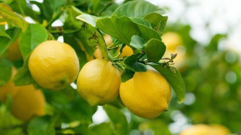 Comment faire pousser un citronnier à partir de graines