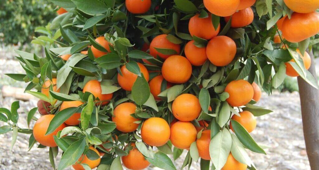 oranger arbre jardin
