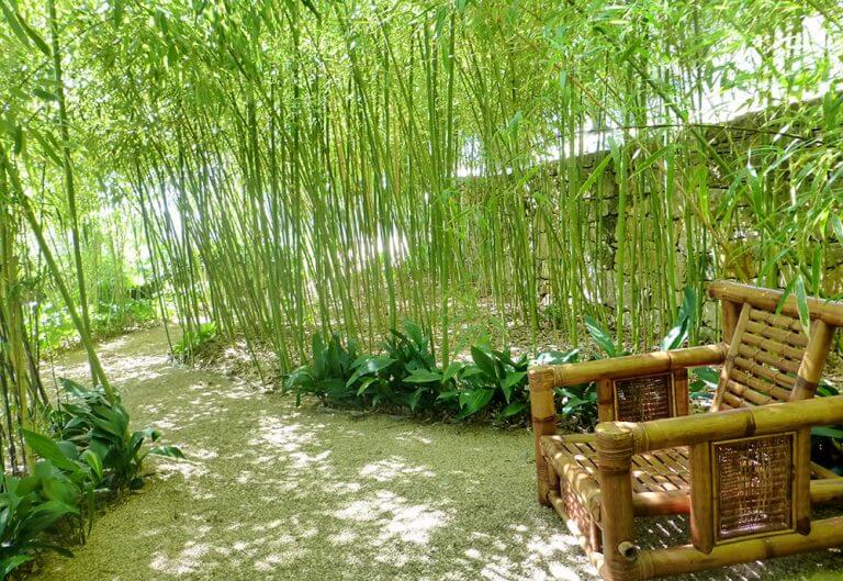 Comment faire pousser du bambou dans son jardin ?