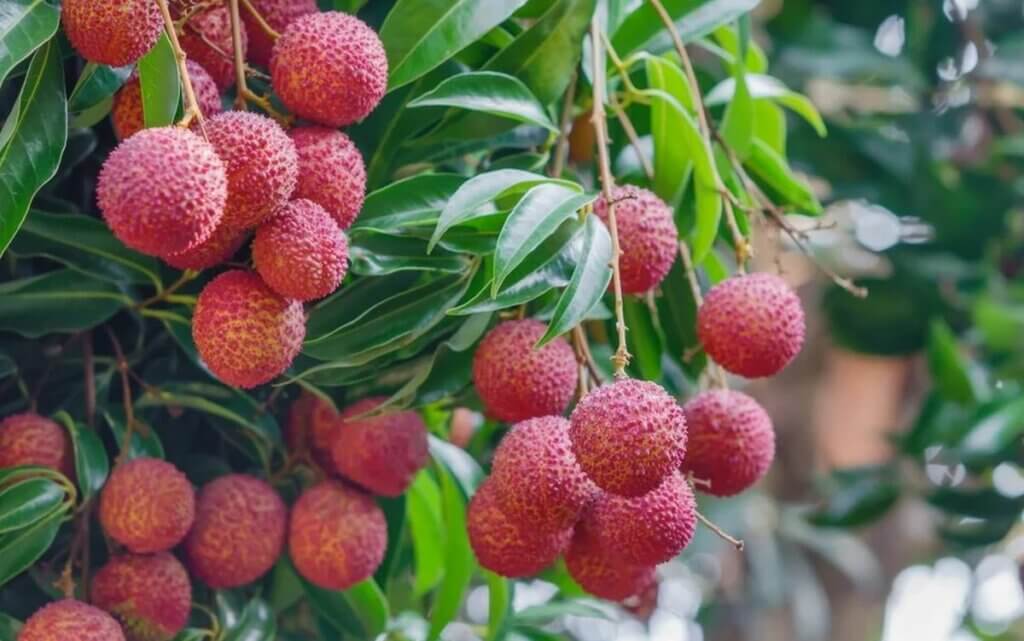 faire pousser litchis