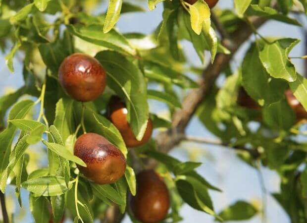 Comment Faire Pousser Un Jujubier A Partir D Une Graine Jardins Et Potagers