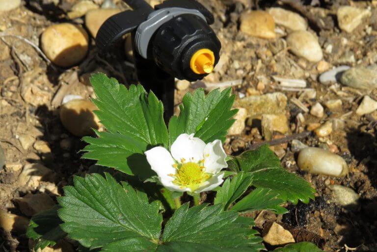 Test du Micro Kit d&rsquo;irrigation Hozelock Easy Drip