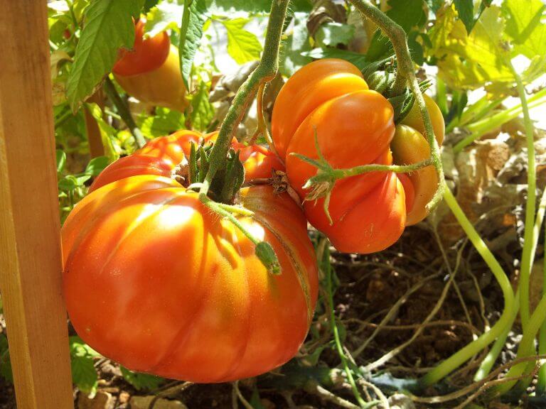 Les 5 éléments dont vous avez besoin pour démarrer un jardin potager
