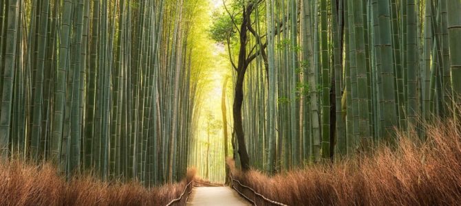 Les barrières de rhizome fonctionnent-elles pour du bambou ? Les barrières de rhizome fonctionnent-elles pour du bambou ?