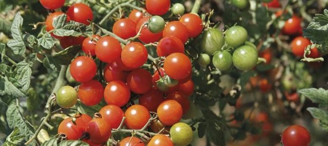 Comment faire pousser des tomates à partir de graines