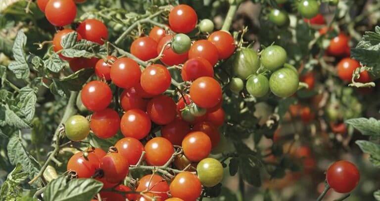 Comment faire pousser des tomates à partir de graines