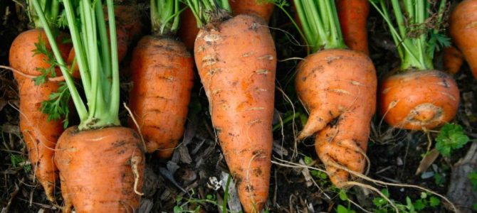 Comment faire pousser des carottes à partir de graines