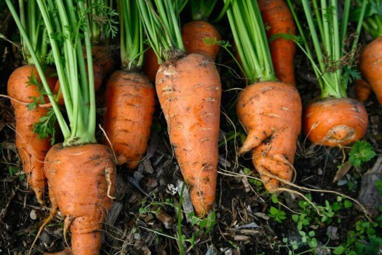 Comment faire pousser des carottes à partir de graines