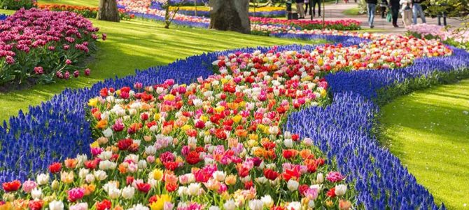 Comment créer un superbe jardin de fleurs Comment créer un superbe jardin de fleurs
