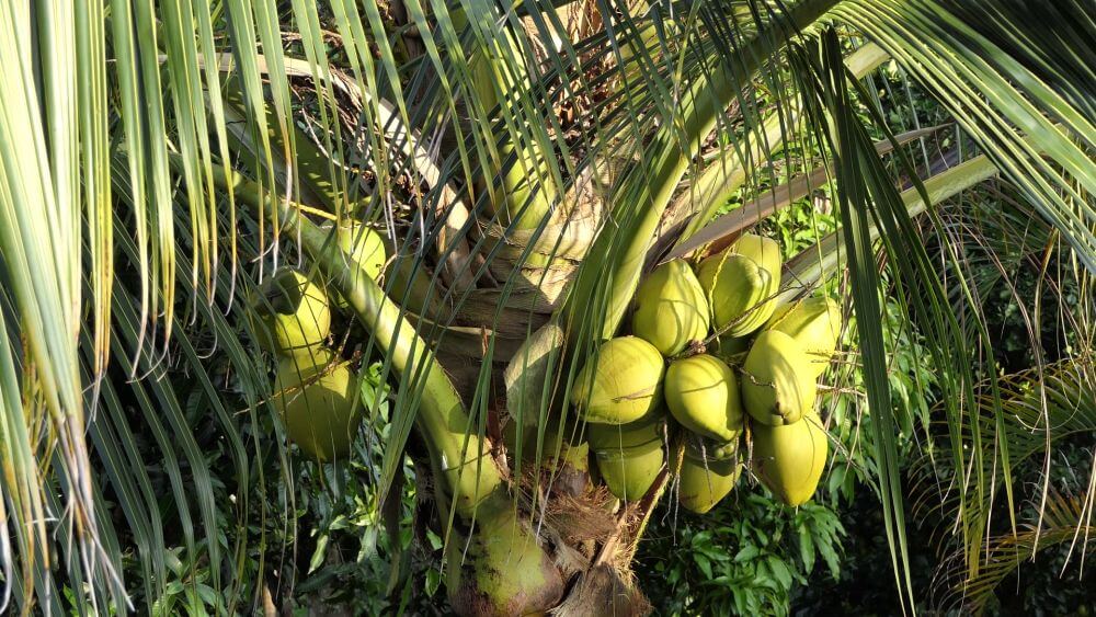 Comment faire pousser un cocotier à partir d'une noix de coco