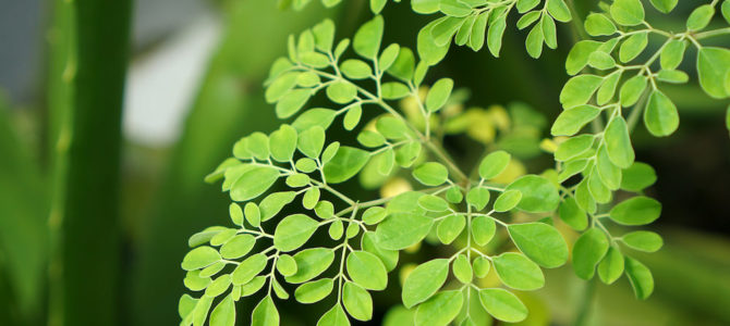 Comment faire pousser un moringa dans son jardin Comment faire pousser un moringa dans son jardin
