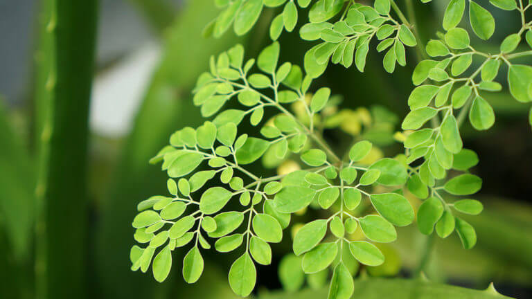 Comment faire pousser un moringa dans son jardin