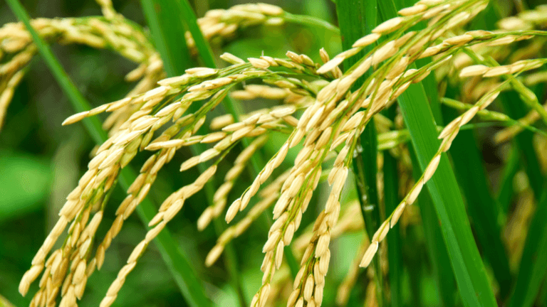 Comment faire pousser du riz