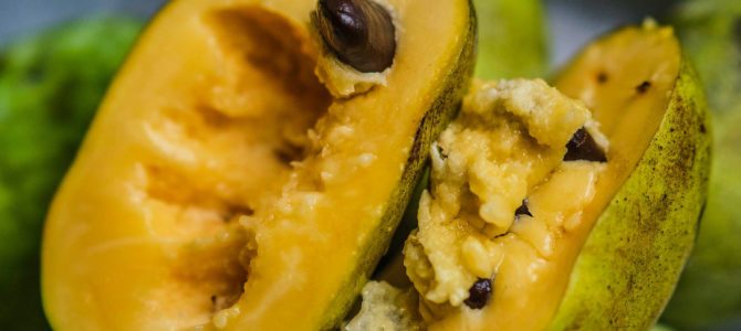 Comment faire pousser un asiminier trilobé ou Paw Paw Comment faire pousser un asiminier trilobé ou Paw Paw