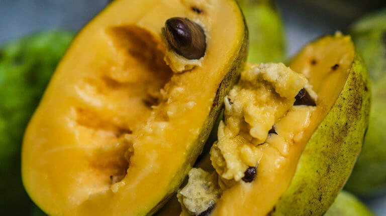 Comment faire pousser un asiminier trilobé ou Paw Paw