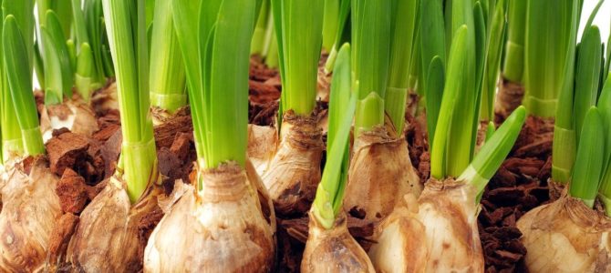 Les 10 meilleurs bulbes à planter à l’automne Les 10 meilleurs bulbes à planter à l’automne