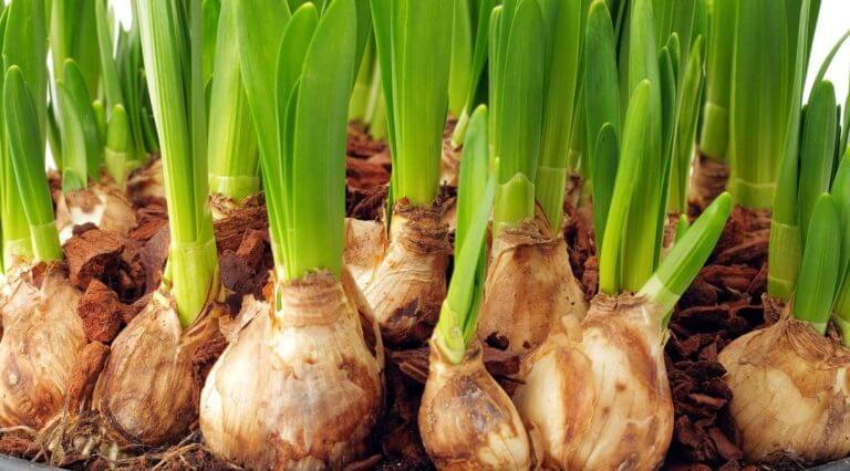 Les 10 meilleurs bulbes à planter à l&rsquo;automne