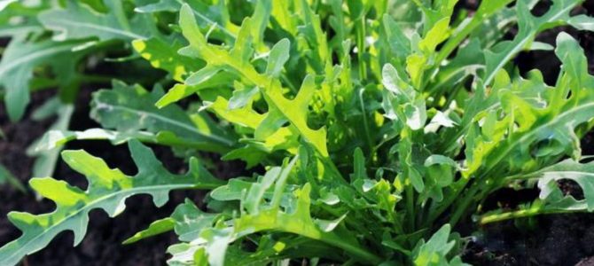 Conseils sur comment faire pousser de la roquette dans son potager Conseils sur comment faire pousser de la roquette dans son potager