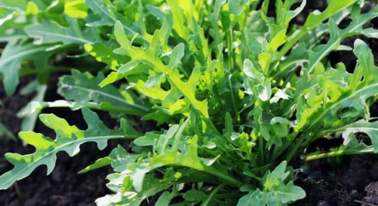 Conseils sur comment faire pousser de la roquette dans son potager