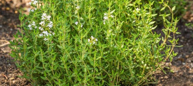 9 bienfaits du thym pour la santé 9 bienfaits du thym pour la santé