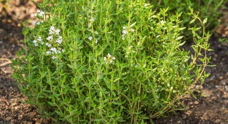 9 bienfaits du thym pour la santé