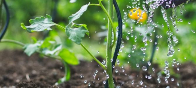 Six façons d’économiser l’eau dans votre jardin