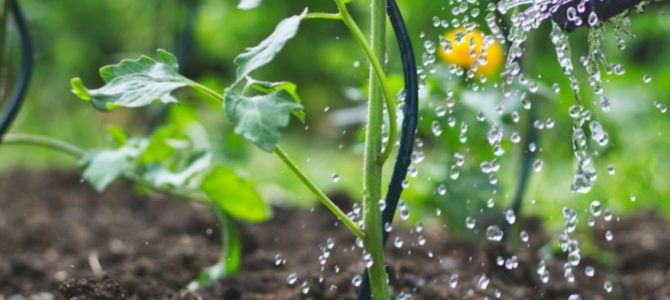 Six façons d’économiser l’eau dans votre jardin Six façons d’économiser l’eau dans votre jardin