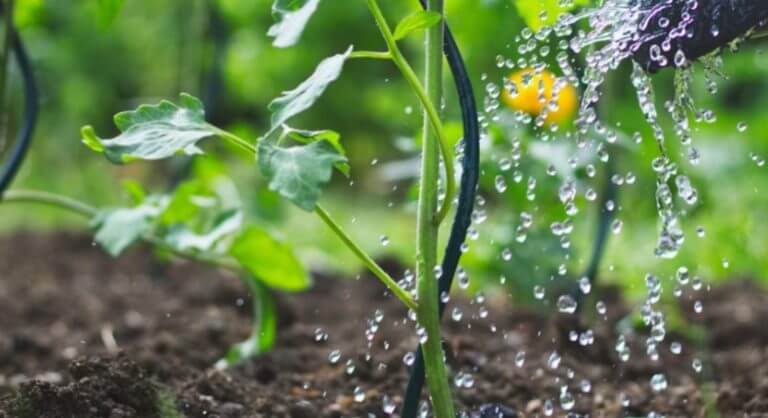 Six façons d&rsquo;économiser l&rsquo;eau dans votre jardin